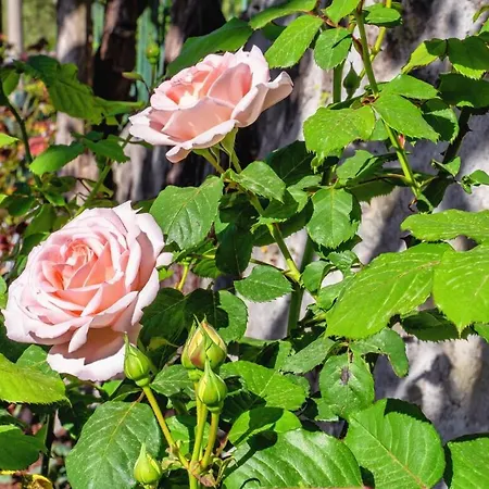 Sweet Rose With Garden